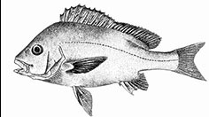 Plectorhinchus _claves.jpg
